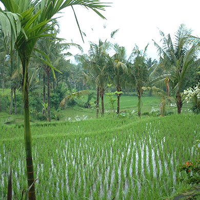 Bali