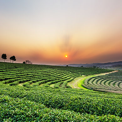 Chiang Rai